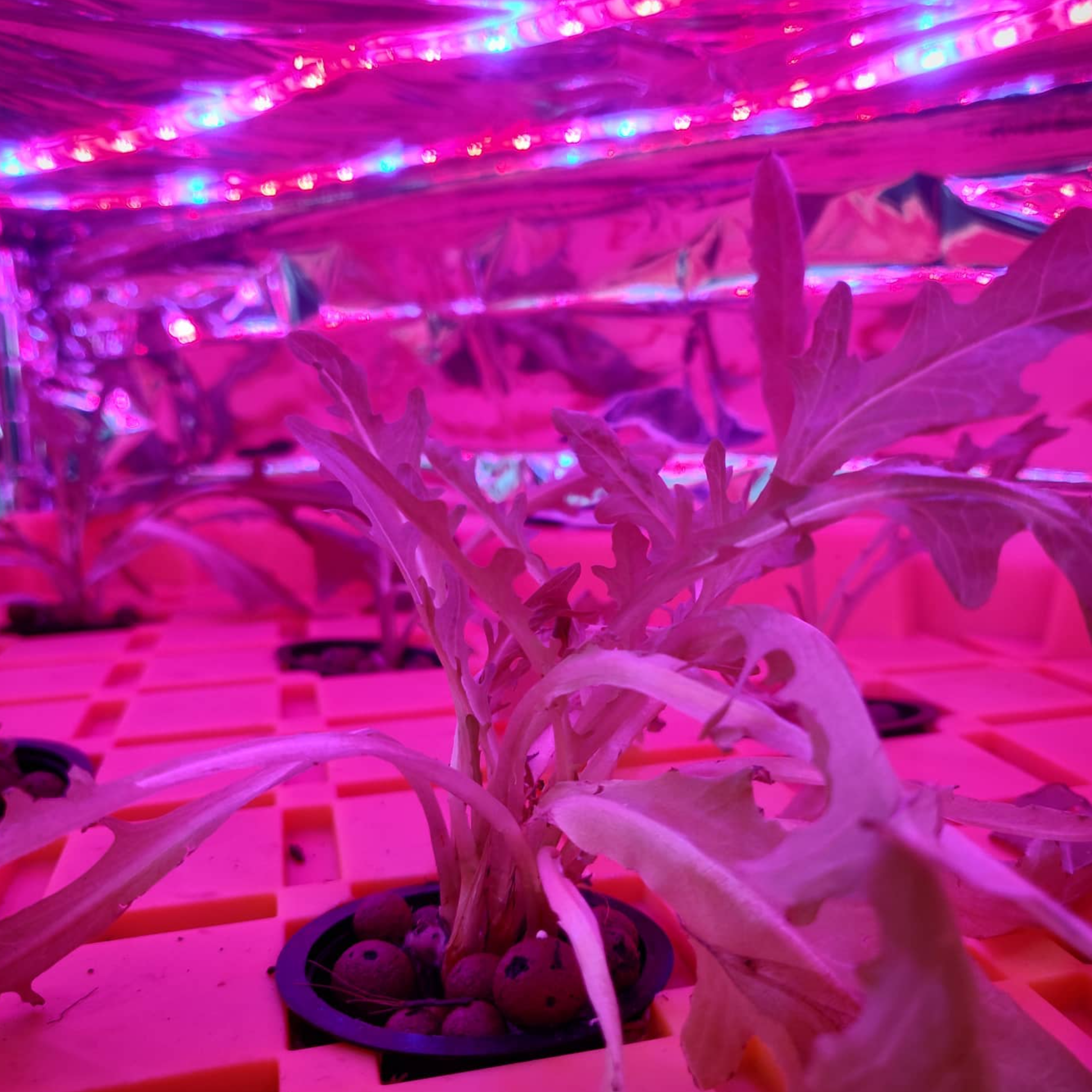 Shelter in Dome Instagram fallback image 4